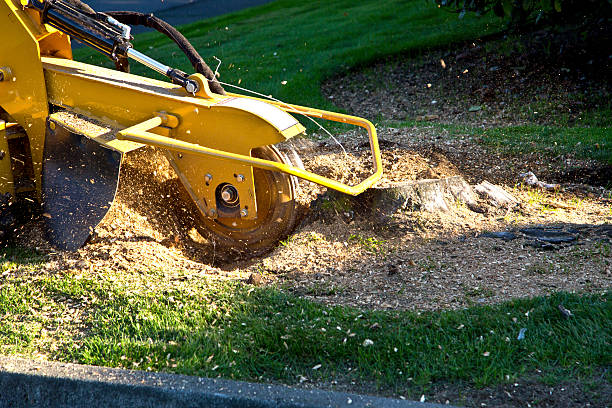 Best Tree Removal  in Hickory Hls, IL